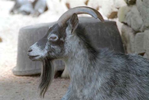 Goat Side Profile, Goat Profile, Pictures Of Goats, Goat Humor, Storybook Animals, Billy Goat, Animal References, Lino Cut, Animals Pictures