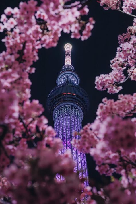 Sky Tree wrapped in cherry blossoms🌸
Photography Cherry Blossoms Photography, Cherry Blossom Night, Cherry Tree Blossom, Blossom Wallpaper, Tree Blossom, Cherry Blossom Japan, Sky Tree, Japan Photography, Tree Photography