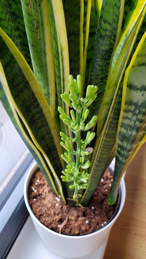 Snake Plant Flower Meaning and Symbolism | Balcony Garden Web Snake Plant Arrangement Outdoor, Hanging Snake Plant, Snake Plant Flowers, Pots For Snake Plants, Tall Snake Plant, Snake Plant Arrangement, Plants That Repel Spiders, Snake Plant Decor, Exotic House Plants