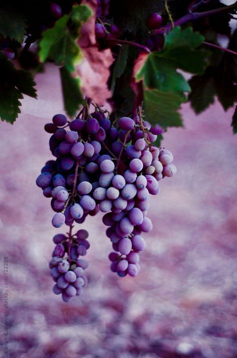 I like this Grapes Aesthetic, Fruits Decoration, Purple Food, Fruit Photography, Beautiful Fruits, Purple Grapes, Purple Love, All Things Purple, Delicious Fruit