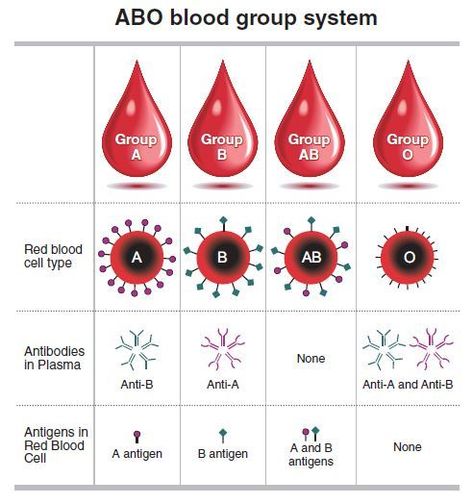 Abo Blood Group System, Blood Type Chart, Blood Type Personality, Phlebotomy Study, Medical Laboratory Technologist, Medical Terminology Study, Medical Lab Technician, Medical Laboratory Technician, Type Chart