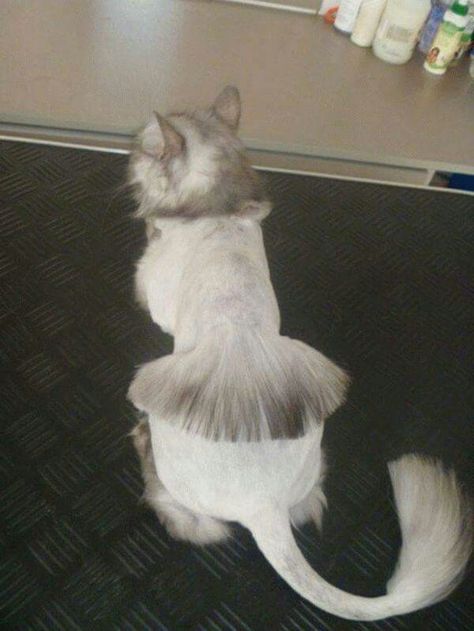 . Cat Haircuts, Shaved Cat, Cat Haircut, Getting A Kitten, Owning A Cat, Silly Dogs, Cat Hair, Ragdoll Cat, Persian Cat