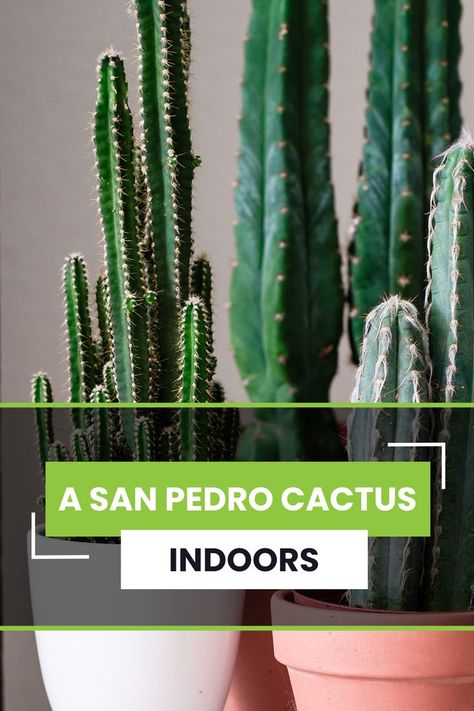 How to Grow a San Pedro Cactus Indoors Cactus Indoors, San Pedro Cactus, San Pedro Cacti, Cactus Seeds, Cactus Types, How To Attract Hummingbirds, Growing Indoors, San Pedro, Don T Know