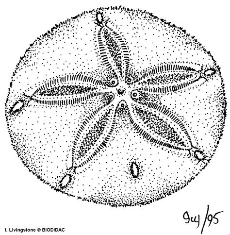 Sea dollar - echinodermata Sand Dollar Drawing, Sea Dollar, Dollar Drawing, Ocean Sleeve Tattoos, Ocean Sleeve, Starfish Tattoo, Ocean Drawing, Flash Ideas, Diy Beaded Rings