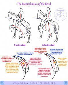 How To Ride A Horse, Dressage Exercises, Training Horses, Ride A Horse, Horseback Riding Tips, Horse Lessons, Horse Information, Dressage Training, Horse Exercises