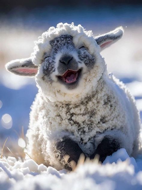 Regnul Animal, A Sheep, Pretty Animals, Cute Animal Photos, Happy Animals, Cute Creatures, Sweet Animals, Animal Photo, Cute Little Animals