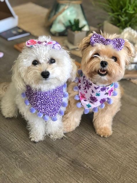 Fancy Dog Bandanas, Dog Clothes Patterns Sewing, Cute Small Dogs, Puppy Accessories, Dog Hair Bows, Dog Clothes Patterns, Pet Scarf, Handmade Pet, Pet Bows