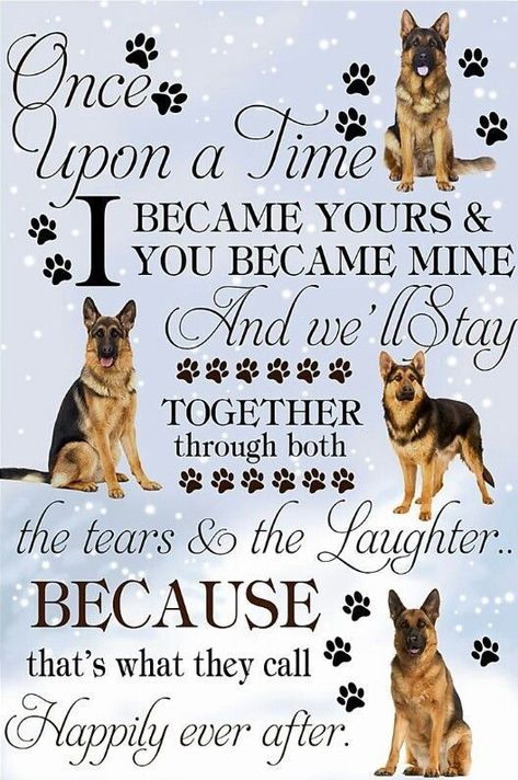 This! :hugging::smiling_face_with_3_hearts: Join us on Facebook for everything German Shepherds. German Shepard Quotes, German Shepherd Dog Quotes, German Shepherd Quotes, German Shepherd Puppies Training, German Shepherd Memes, Female German Shepherd, German Shepherd Photos, German Shepherd Training, German Shepherd Pictures