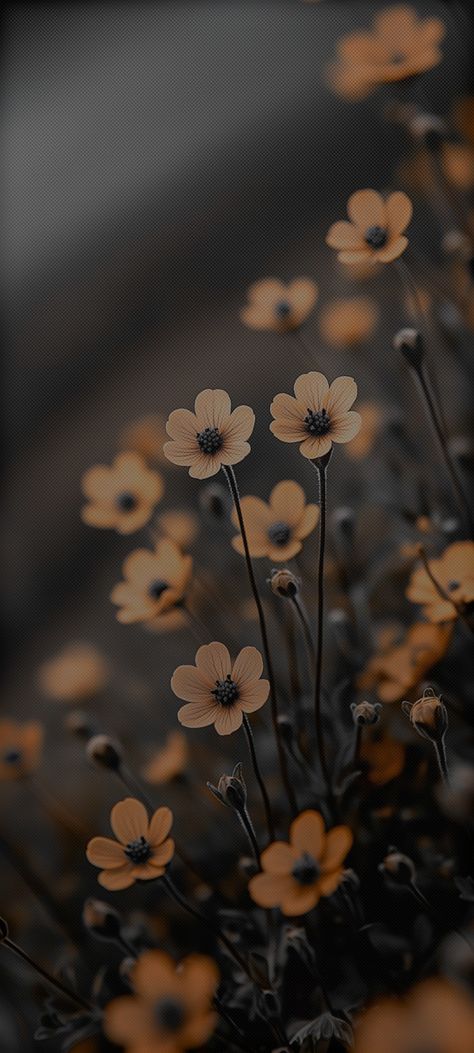 Blurred Flower Wallpaper, Black Aesthetic Flowers Wallpaper, Aesthetic Contact Pictures Iphone, Dark Pretty Wallpaper, Darker Aesthetic Wallpapers, Dark Mode Iphone Wallpaper, Black Lockscreen Wallpaper Iphone Cute, Black Floral Wallpaper Iphone, Black Flower Wallpaper Iphone