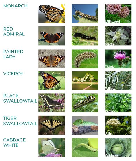 Butterfly Greenhouse, Oklahoma Gardening, Helping Nature, Messy Garden, Butterfly Conservatory, Butterfly Facts, Butterfly Feeders, Butterfly Park, Butterfly Garden Plants