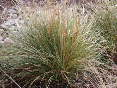 Overdam Feather Reed Grass Info: How To Grow Overdam Grass In The Landscape -  Overdam feather reed grass is a cool season, ornamental clumping grass with attractive, variegated blades of bright green striped with white streaks. Click here to learn more about how to grow Overdam grass and how to care for feather reed grass Overdam plants. Ornamental Grasses For Shade, Ornamental Grass Landscape, Feather Reed Grass, Privacy Plants, Growing Grass, Drought Resistant Plants, Front Gardens, Grasses Landscaping, Shade Perennials