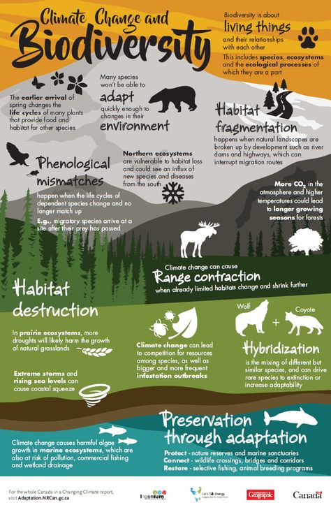 What Climate Change Means For Earth’s Animals | Daily Infographic Environmental Science Lesson Plans, What Is Climate, Info Poster, Environmental Education, Environmental Awareness, Environmental Science, Earth Science, Environmental Impact, Permaculture