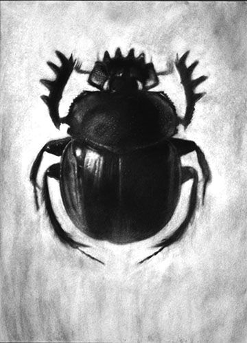 Kell Black, Beetle, Charcoal on paper, 32"x22", 2015 Beetle Drawing, Ireland Tattoo, Bugs Drawing, Black Beetle, Marvel Facts, Beetle Insect, Timorous Beasties, Art 2024, Art Help