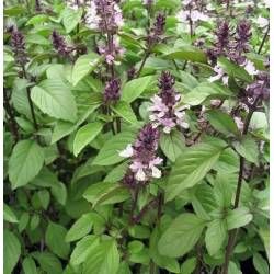 Basil Cinnamon 200 seeds Cinnamon Plant, Bread And Honey, Planting Seeds Indoors, Cinnamon Basil, Asian Soups, Compost Soil, Sarah Raven, Purple And White Flowers, Basil Seeds