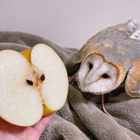 Pretty Animals, Silly Animals, Barn Owl, Cute Owl, Cute Creatures, Cute Little Animals, 귀여운 동물, Cute Funny Animals, Cuteness Overload