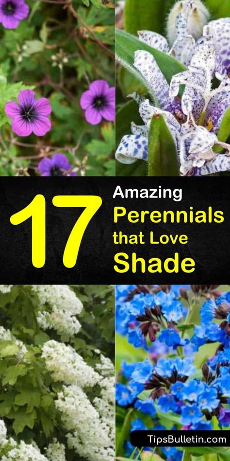 Flowers That Like Shade, Partial Shade Perennials, Shade Perennial Garden, Part Shade Perennials, Shade Plants Container, Flowering Shade Plants, Best Perennials For Shade, Plants That Love Shade, Planting Hacks