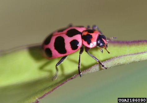 Pink Spotted Lady Beetle, Pink Leaf Beetle, Beetle Photo, Leaf Beetle, Scale Insects, Lady Beetle, Garden Insects, Pretty Animals, Pink Leaves