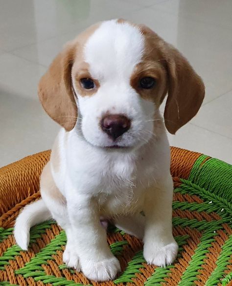 #puppy #beagle #lemonbeagle #pup #cutebeagle #eva Lemon Beagle Puppy, Beagle Pups, Lemon Beagle, Pocket Beagle, Lehenga Red, Cute Beagles, Bridal Lehenga Red, Beagle Puppy, Bridal Lehenga