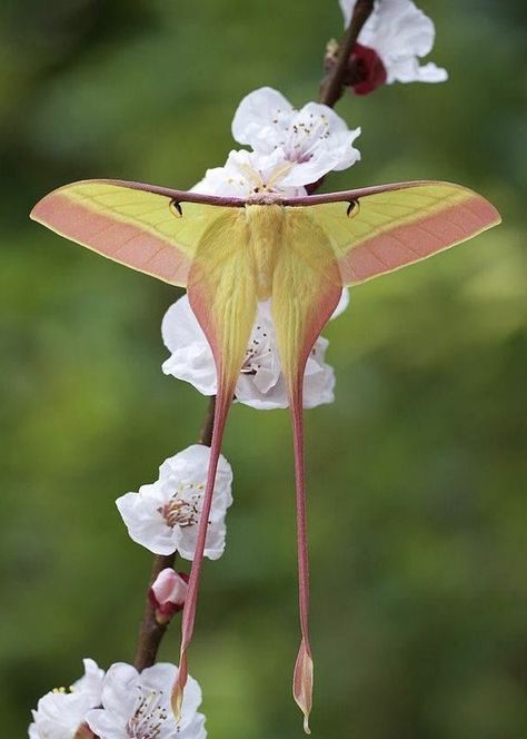 Chinese Moon Moth (Actias dubernardi) China Moon Moth, Moth Caterpillar, Cool Bugs, Tattoos Geometric, Beautiful Bugs, Luna Moth, Butterfly Pictures, Creepy Crawlies, Airbrush Art