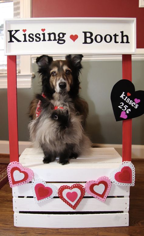 Valentine Dog Photo Shoot, Dog Kissing Booth, Dog Photo Shoot Ideas, Diy Dog Things, Valentines Day Minis, Pet Photo Shoot, Valentine's Photoshoot, Valentines Photo Booth, Dog Jerky