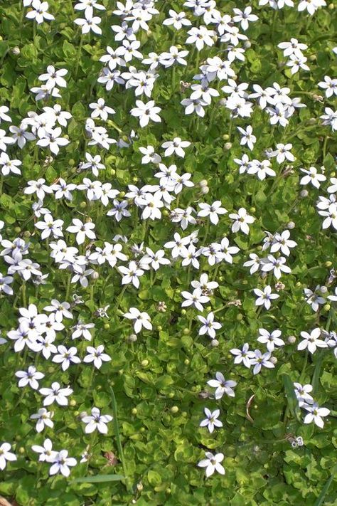 Blue Star Creeper, Ground Cover Flowers, Perennials Low Maintenance, Deer Repellant, Perennial Ground Cover, Easy Perennials, Long Blooming Perennials, Full Sun Perennials, Ground Covers