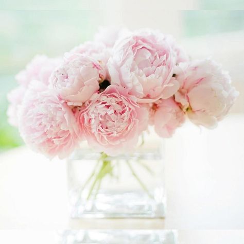 Pale Pink Peonies, Beautiful Birthday Wishes, Deco Rose, Deco Floral, Beautiful Blooms, Pink Peonies, Love Flowers, My Flower, Pretty Flowers