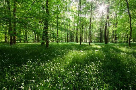 ***Green meadow and forest (Germany) by Steffen Egly sd. 숲 사진, Dark Green Wallpaper, Forest Light, Spring Forest, Light Pink Flowers, Lit Wallpaper, Forest Wallpaper, Forest Flowers, Flower Lights