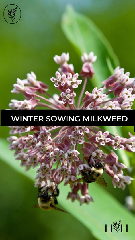 Edit Post “Winter sowing milkweed” ‹ Home for the Harvest — WordPress Milkweed Flower, Common Milkweed, Gold Vault, Winter Sowing, Milkweed Plant, Monarch Caterpillar, Small Bees, Monarch Butterflies, Attracting Bees