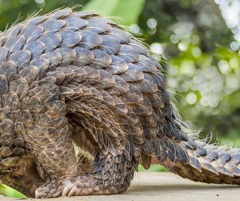 pangolin Giant Pangolin, Indian Pangolin, Ground Pangolin, Chinese Pangolin, Sunda Pangolin, Cantonese Language, Black Soldier Fly Larvae, Asian Medicine, Black Soldier