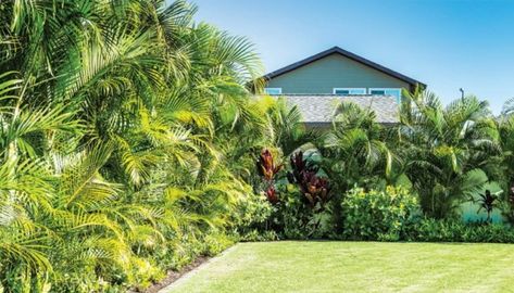 Tropical Privacy Landscaping, Areca Palm Outdoor Landscape, Hawaii Backyard, Palm Trees Garden, Landscaping Around Pool, Florida Backyard, Tropical Backyard Landscaping, Palm Trees Landscaping, Tropical Landscape Design