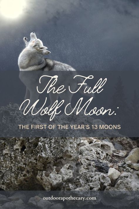 In January, the first full Moon of the year is known as the Full Wolf Moon. We hope you will observe it with reverence and wonder. Learn more about this amazing celestial body! Wolf Moon January 2024, Wolf Moon Ritual 2024, January Full Moon 2024, Full Wolf Moon 2024, Wolf Full Moon Ritual, Wolf Moon Ritual, Outdoor Apothecary, Leo Full Moon, Full Wolf Moon