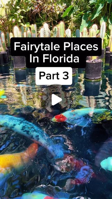 Kishia | Florida Travel ☀️🌴🥥🌺 | Selby Gardens in Sarasota, Florida is a must when visiting the area! I loved the koi fish pond! Have you been?
#florida #sarasota
#Places... | Instagram Places To See In Florida, Places To Go In Florida, Florida Trips, Things To Do In Florida, Florida Travel Destinations, Aesthetic Couples, Places In Florida, Romantic Aesthetic, Maine Travel