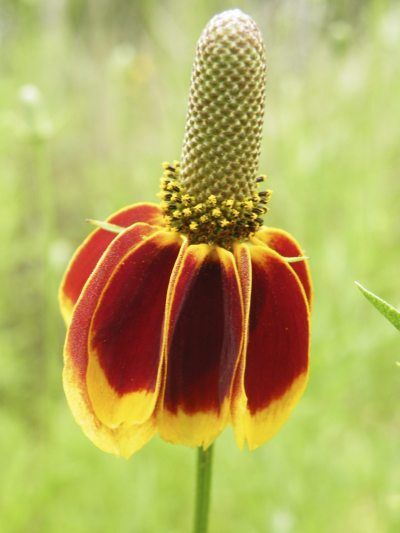 Mexican Hat Flower, Flowers For The Garden, Mexican Hat Plant, Xeriscape Plants, Basic Flower, Native Plant Landscape, Texas Native Plants, Vertical Vegetable Gardens, Hummingbird Plants