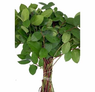 Salal Salal Plant, Filler Foliage, Expensive Wedding Gifts, Magnolia Bouquet, Flower Board, Lemon Leaf, Filler Flowers, Flower Identification, Lemon Leaves