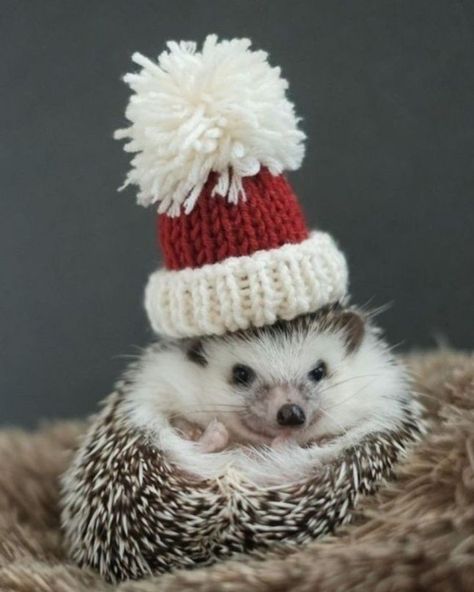 Cute Christmas Pictures, Hedgehog Photo, Pfp Christmas, Christmas Hedgehog, Christmas Penguins, Hedge Hog, Hedgehog Pet, Funny Cute Animals, Winter Background