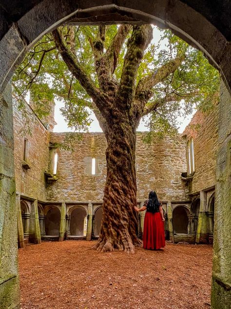 Ancient Yew Tree, Killarney National Park, Yew Tree, Killarney, Solo Female Travel, Scotland Travel, Female Travel, City Guide, Travel Inspiration