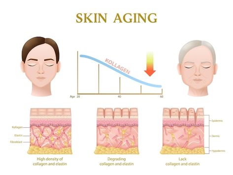 Skin Anatomy Drawing, Skin Anatomy Art, Skin Turnover Cycle, Skin Structure Anatomy, Skincare Time, Injection Sites, Botox Injection, Skin Anatomy, Integumentary System