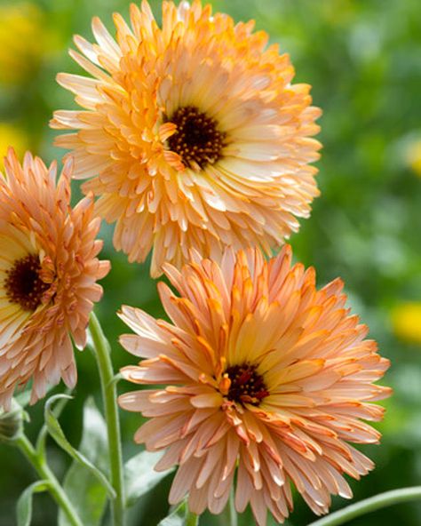 Calendula officinalis 'Orange Flash' (Pot Marigold) is a compact, bushy, hardy annual with aromatic, dark green foliage and beautiful soft apricot flowers with darker, bronze shades on the reverse. Blooming from late spring until the first frost, Pot Marigold is easy to grow and maintain. It has a wide range of uses and every garden should have Calendula in it. Insect Repellent Plants, Pot Marigold, Apricot Flowers, Calendula Officinalis, Calendula Flower, Sensory Garden, Plant Guide, Annual Flowers, Late Spring