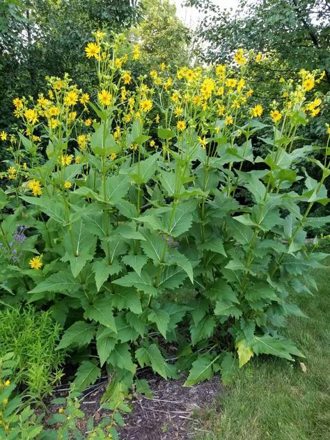 Cup Plant – Silphium perfoliatum – Grow and Care Guide – GrowIt BuildIT Native Plant Landscape, Dream House Garden, Cup Plant, Prairie Planting, Garden Areas, Prairie Flower, Perennial Flower, Prairie Garden, Native Plant Gardening