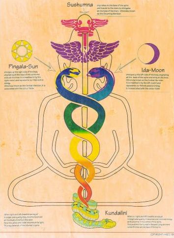 Nervus Vagus, Kundalini Reiki, Prana Yoga, Yoga Kundalini, Kundalini Awakening, Chakra Yoga, Yoga Help, Ancient Knowledge, Les Chakras