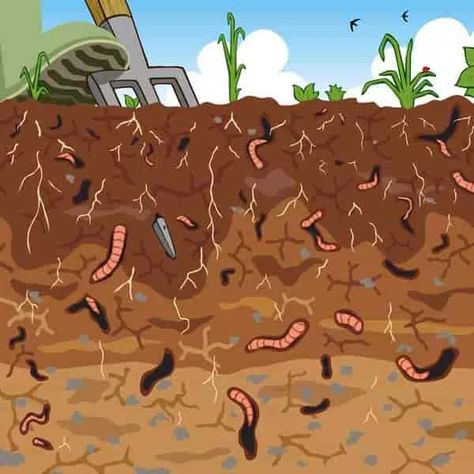 Fertile Soil: Understanding The Soil Fertility Puzzle - Documentary Ideas, Cacing Tanah, Lasagna Gardening, Permaculture Gardening, Sand And Gravel, Earthworms, Soil Health, Soil Improvement, Community Gardening