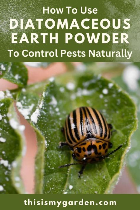 A close up photo of a potato beetle crawling on a plant that has been sprinkled with Diatomaceous Earth powder. Diatomaceous Earth Benefits, Potato Bugs, Diatomaceous Earth Food Grade, Squash Bugs, Jeans Crafts, Cucumber Beetles, Homestead Life, Vegetable Benefits, Homestead Ideas