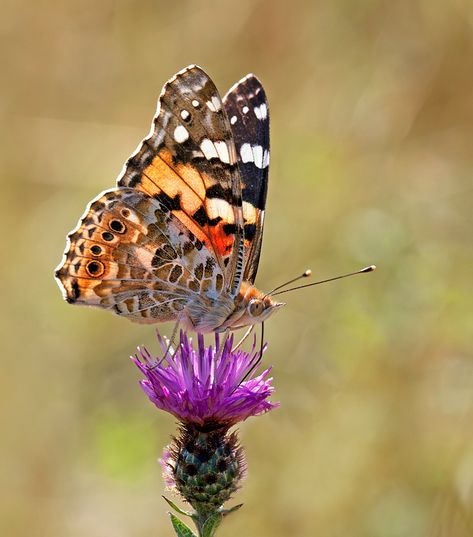 The Painted Lady, Vanessa Cardui, Matt Berry, Beautiful Butterfly Photography, Flying Flowers, Hans Christian, Seed Pods, Butterfly Garden, Woman Painting