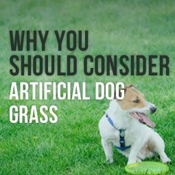 Backyard Ideas For Dogs, Artificial Turf For Dogs, Fake Grass For Dogs, Artificial Grass Backyard, Artificial Grass For Dogs, Turf Backyard, Dog Friendly Backyard, Dog Backyard, Best Artificial Grass