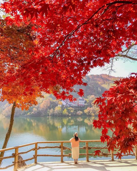 Autumn in Korea🇰🇷🍂❤️ w/ @travelgram_korea #koreabyme #namiisland Budget Friendly Honeymoon Destinations, Autumn In Korea, Seoul Korea Travel, Nami Island, Korea Wallpaper, Western Wallpaper Iphone, South Korea Travel, Iphone Wallpaper Fall, Korea Travel