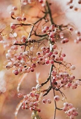 Fall...Falling "In Love Clive Nichols Photography, Pink Fall Flowers, Sorbus Tree, Sorbus Vilmorinii, Pepper Berries, Martagon Lily, Rowan Berries, Autumn Berries, Peach Orchard