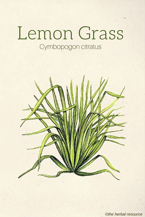 Lemon Grass (Cymbopogon citratus) Lemongrass Benefits, Herb Uses, Cymbopogon Citratus, Medicinal Herb, Herbal Plants, Herbal Apothecary, Healing Plants, Herbal Healing, Herbs For Health