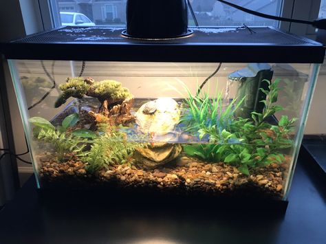 10 Gallon Turtle Tank Ideas, 10 Gallon Aquarium, Crab Ideas, Tetra Aquarium, Axolotl Tank, Ghost Shrimp, Red Eared Slider Turtle, Turtle Aquarium, Slider Turtle