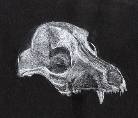 Skull Drawing On Black Paper, Art On Black Paper, White Pencil On Black Paper, Pencil On Black Paper, Fireplace Glass Doors, Dog Skull, Healthy Buffalo Chicken, Vegan Black Bean, Entertaining Decor