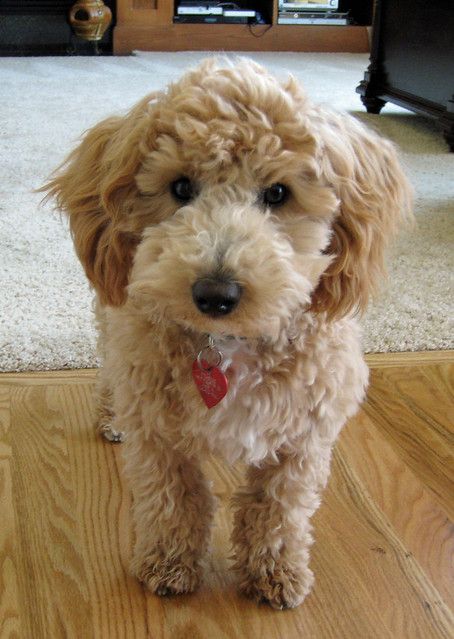 Bichpoo Haircut, Bichon Poo, Poochon Dog, Bichon Poodle Mix, Poochon Puppies, Bichon Poodle, Poodle Haircut, Bichon Frise Puppy, Daisy Dog